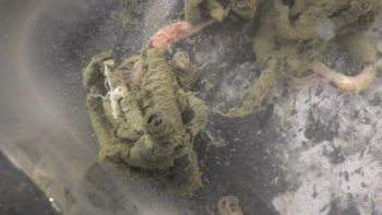 Media type: image;   Invertebrate Zoology 153118 Description: live specimen;
